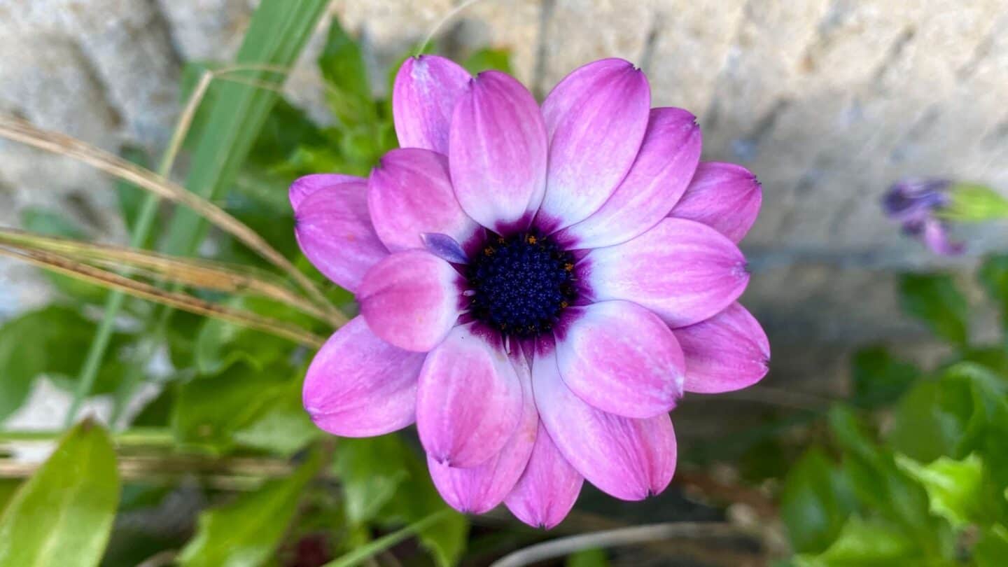 November Gardening - What To Do In The Garden In November November-gardening-osteospermum-purple
