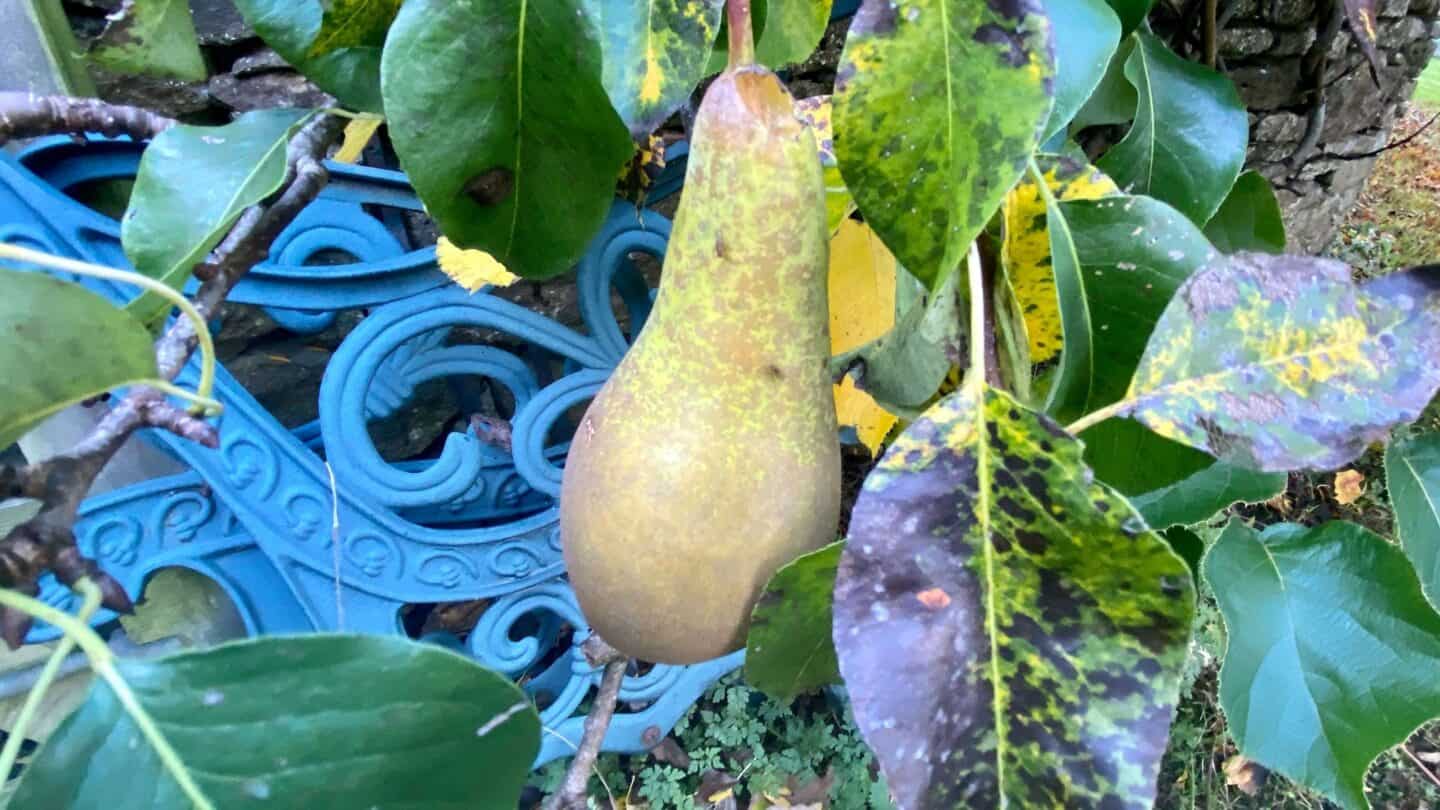 November Gardening - What To Do In The Garden In November November-gardening-pear