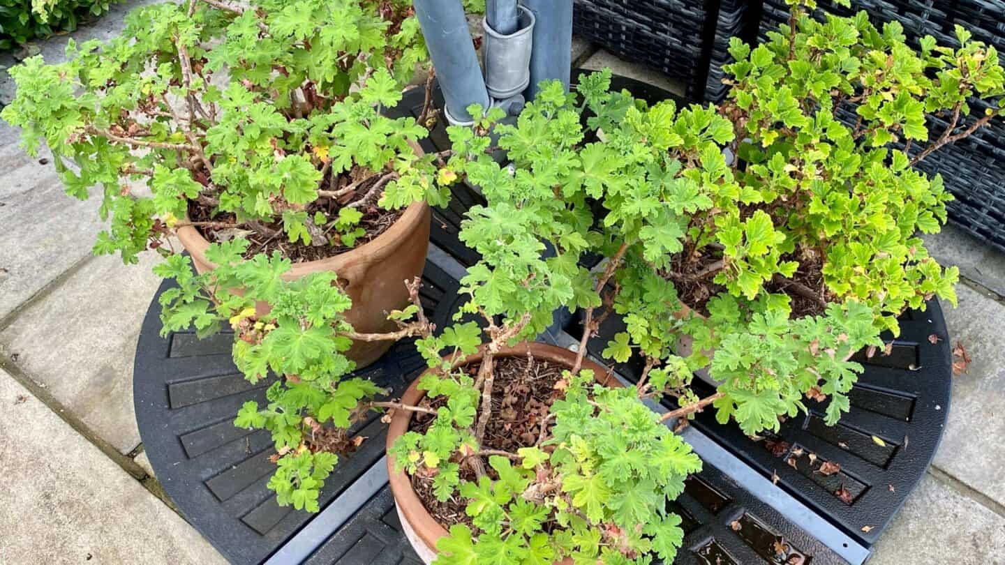 November Gardening - What To Do In The Garden In November November-gardening-pelargoniums