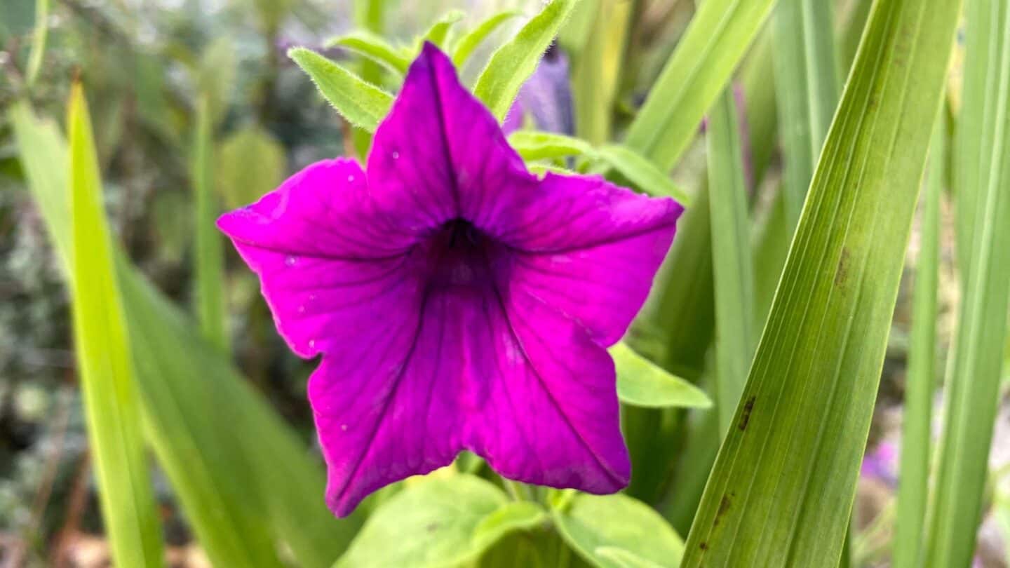 November Gardening - What To Do In The Garden In November November-gardening-petunia-purple