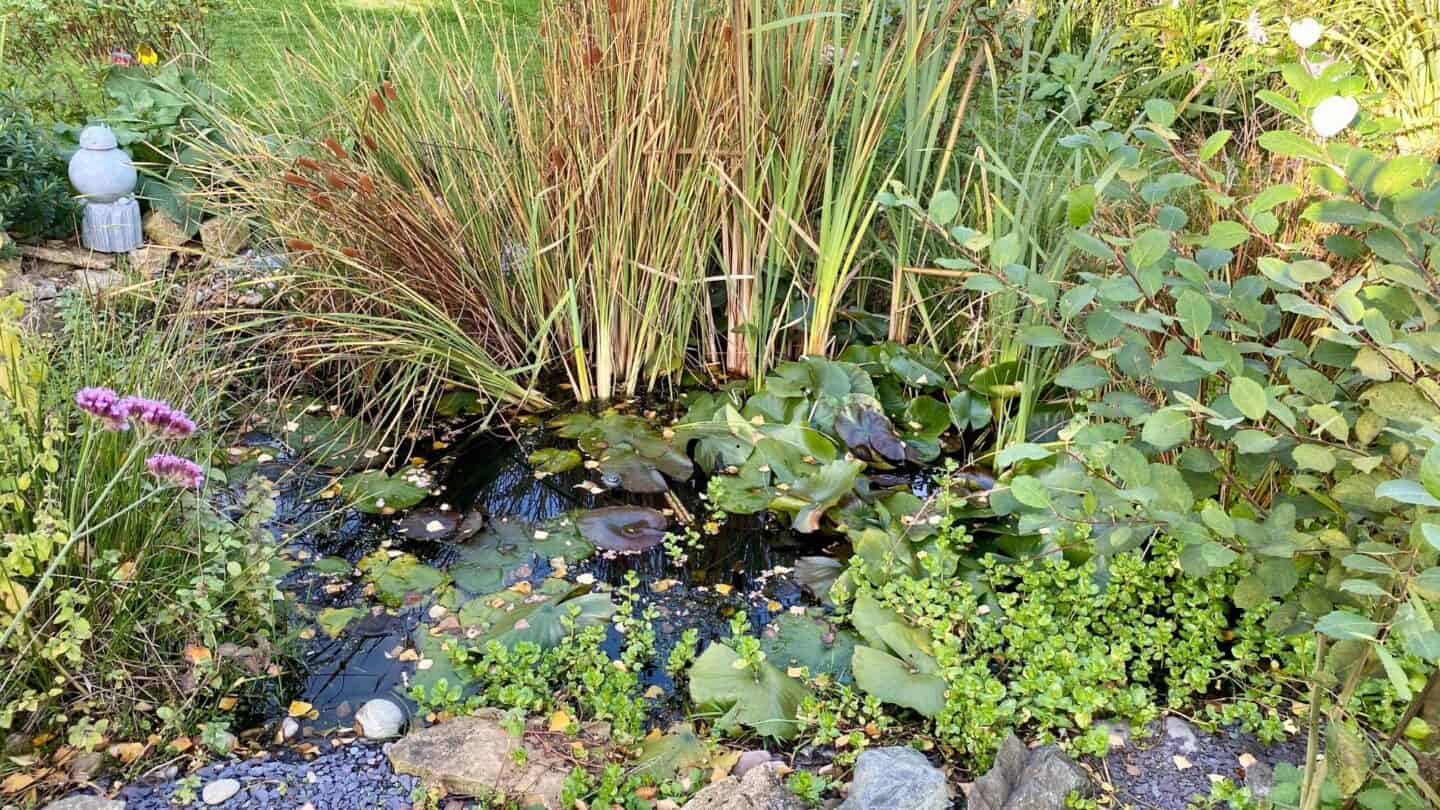 November Gardening - What To Do In The Garden In November November-gardening-pond