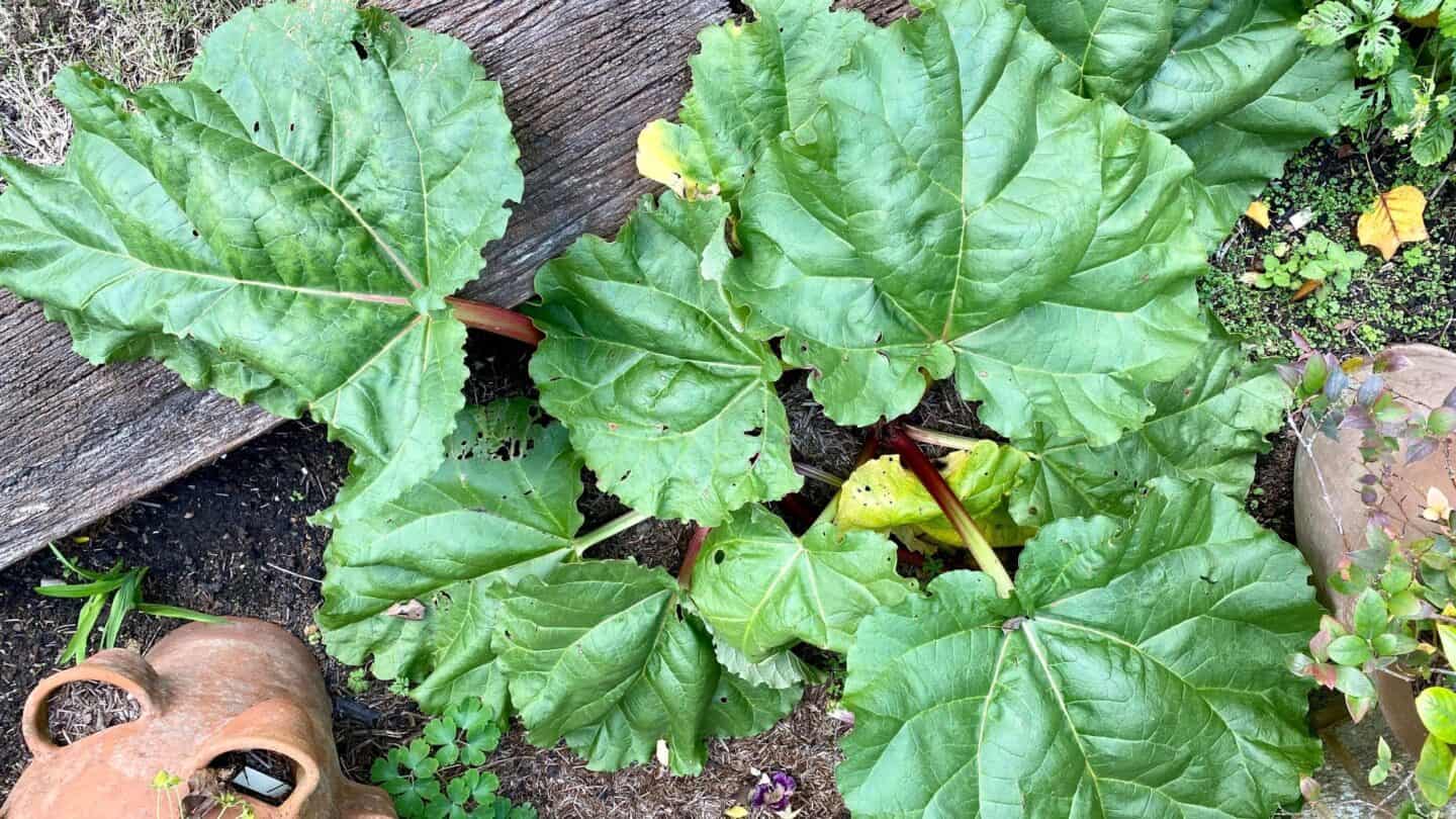 November Gardening - What To Do In The Garden In November November-gardening-rhubarb