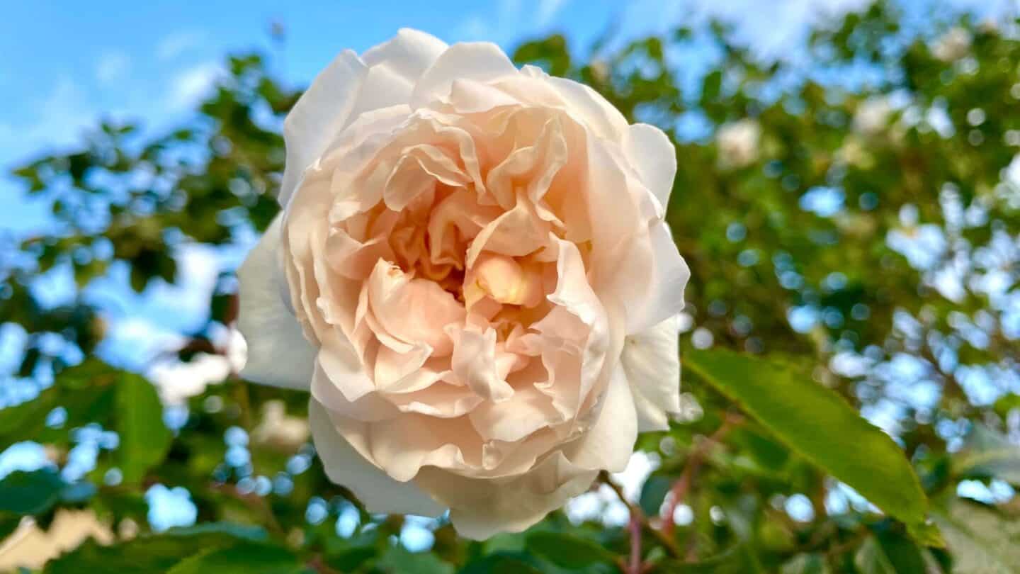 November Gardening - What To Do In The Garden In November November-gardening-rose-peach