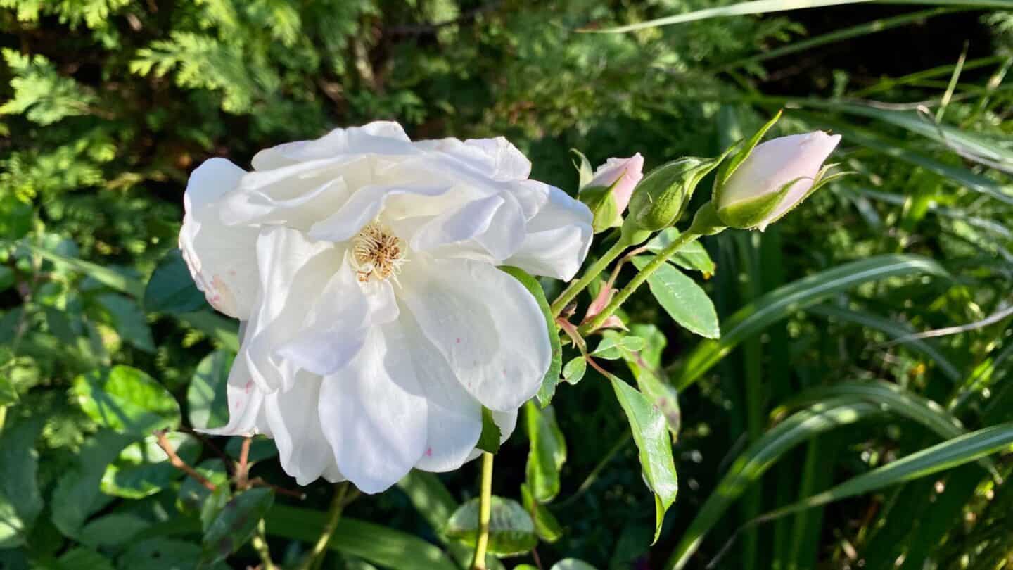 November Gardening - What To Do In The Garden In November November-gardening-rose-white