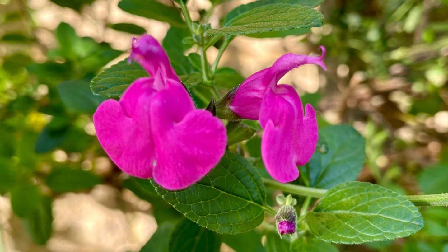 November Gardening - What To Do In The Garden In November November-gardening-salvia-pink