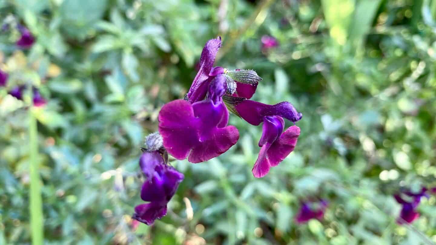 November Gardening - What To Do In The Garden In November November-gardening-salvia-purple