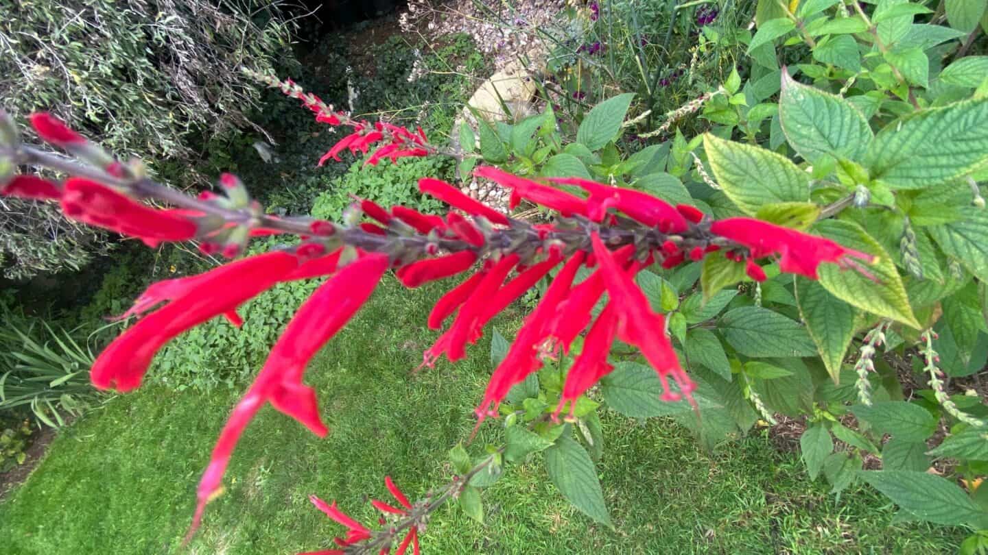 November Gardening - What To Do In The Garden In November November-gardening-salvia-red