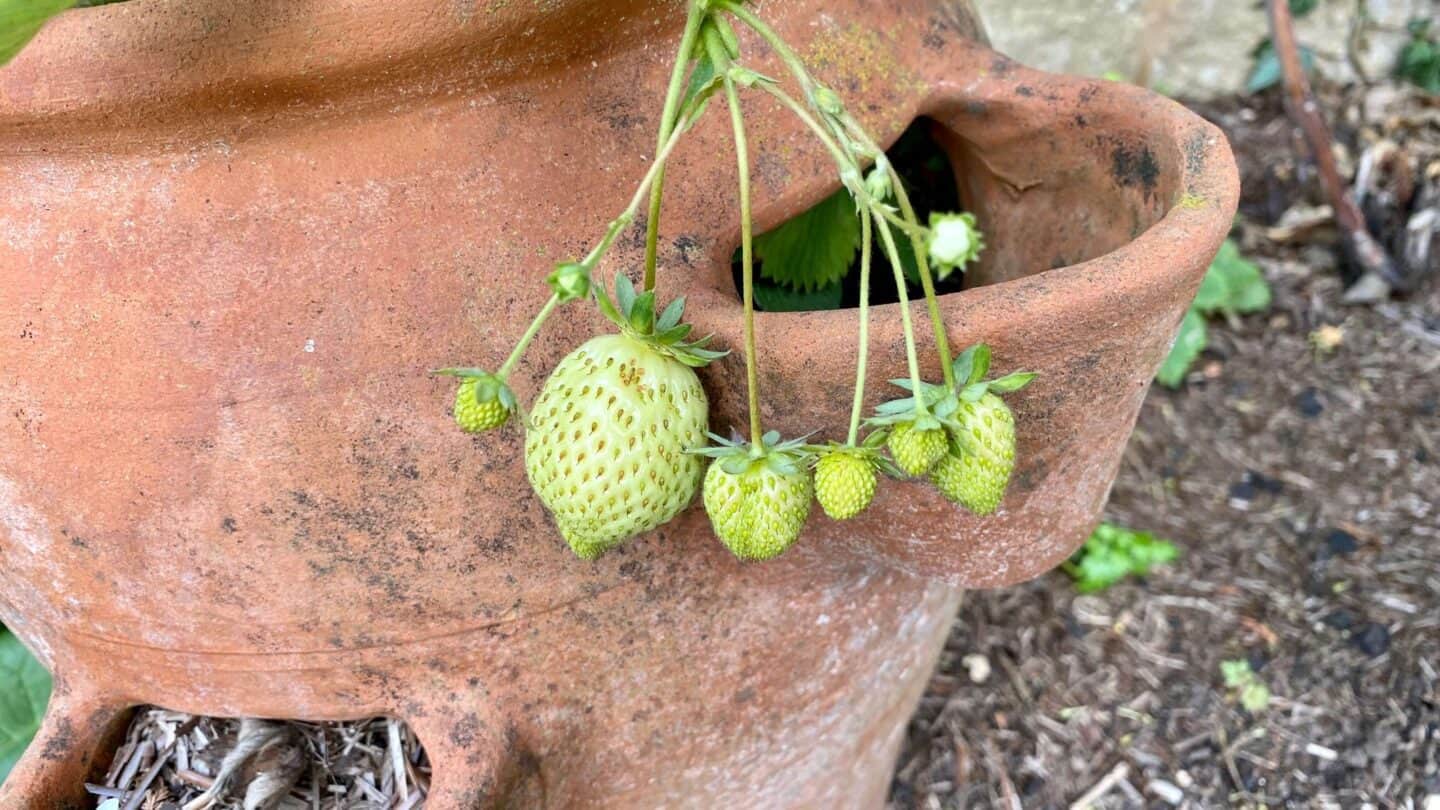 November Gardening - What To Do In The Garden In November November-gardening-strawberries