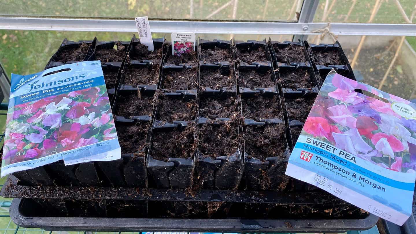 November Gardening - What To Do In The Garden In November November-gardening-sweet-peas