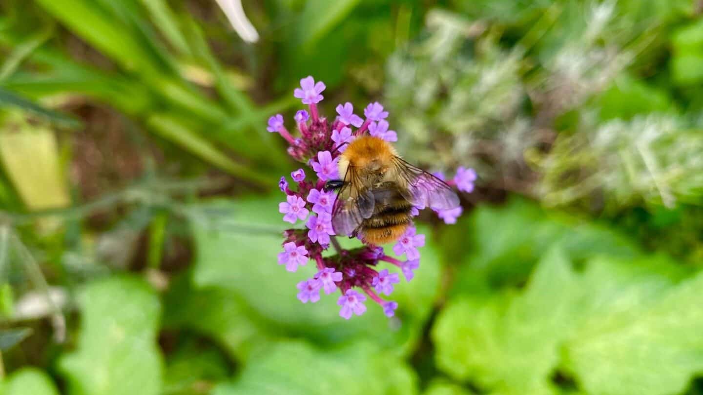 November Gardening - What To Do In The Garden In November November-gardening-verbena-bonariensis-bee
