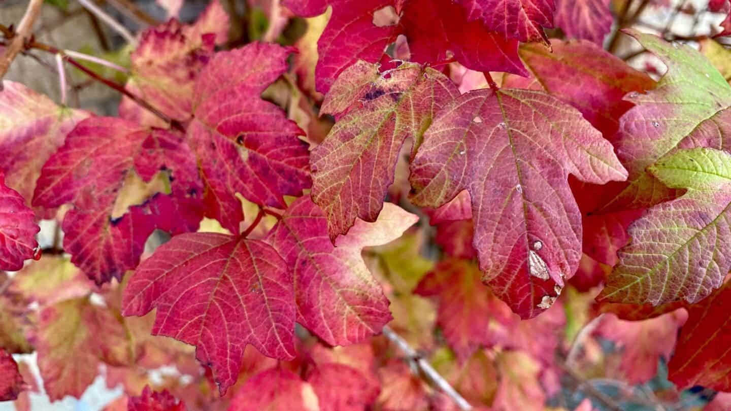November Gardening - What To Do In The Garden In November November-gardening-viburnum-opulus -roseum