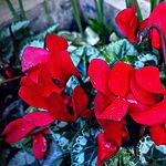 December-gardening-red-cyclamen