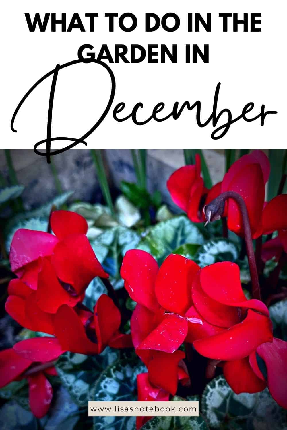 December Gardening - What To Do In The Garden In December December-gardening-red-cyclamen-pinterest