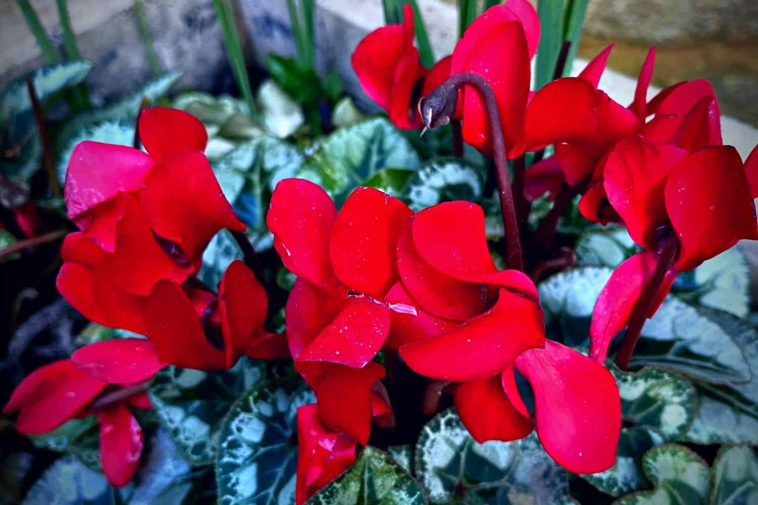 December Gardening - What To Do In The Garden In December December-gardening-red-cyclamen
