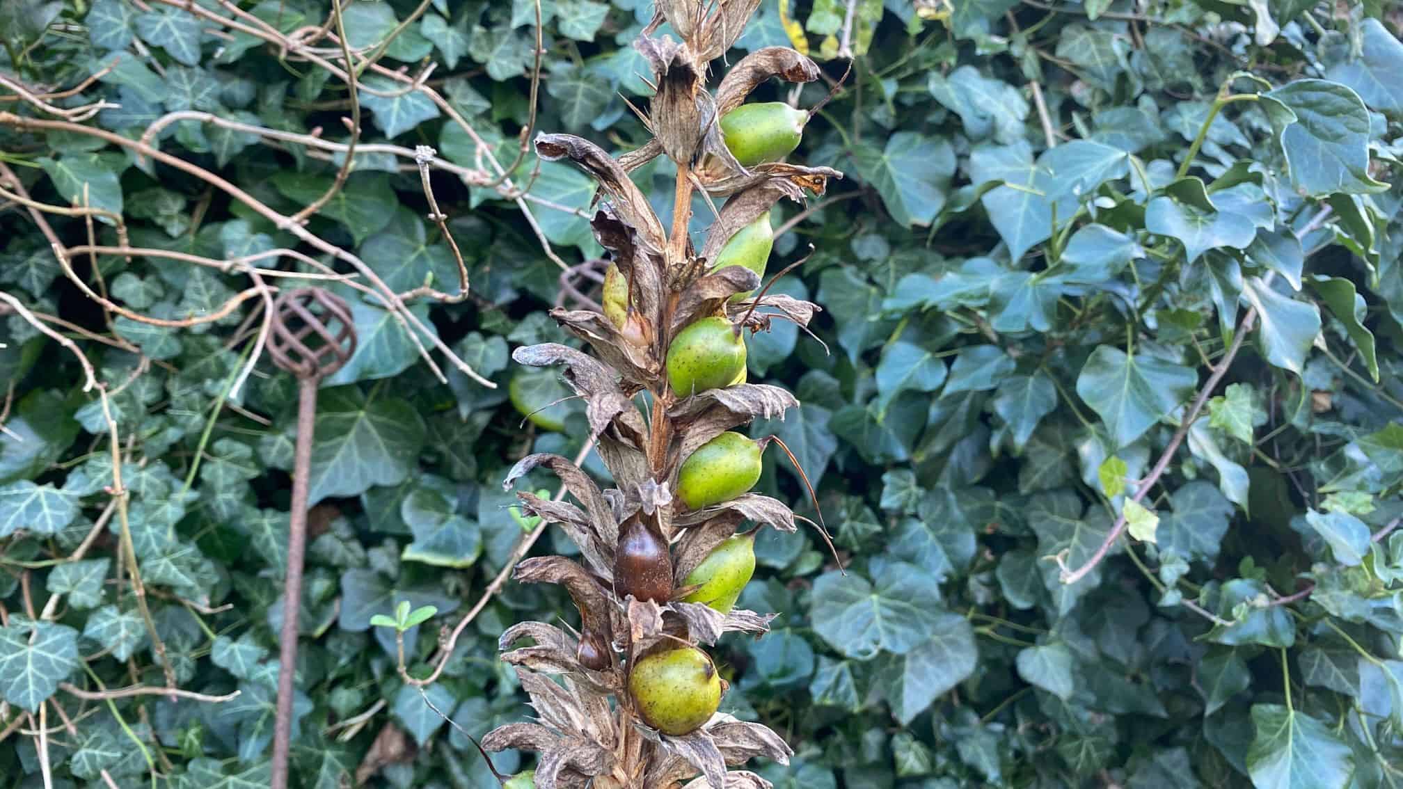 December Gardening - What To Do In The Garden In December december-gardening-acanthus-seedheads