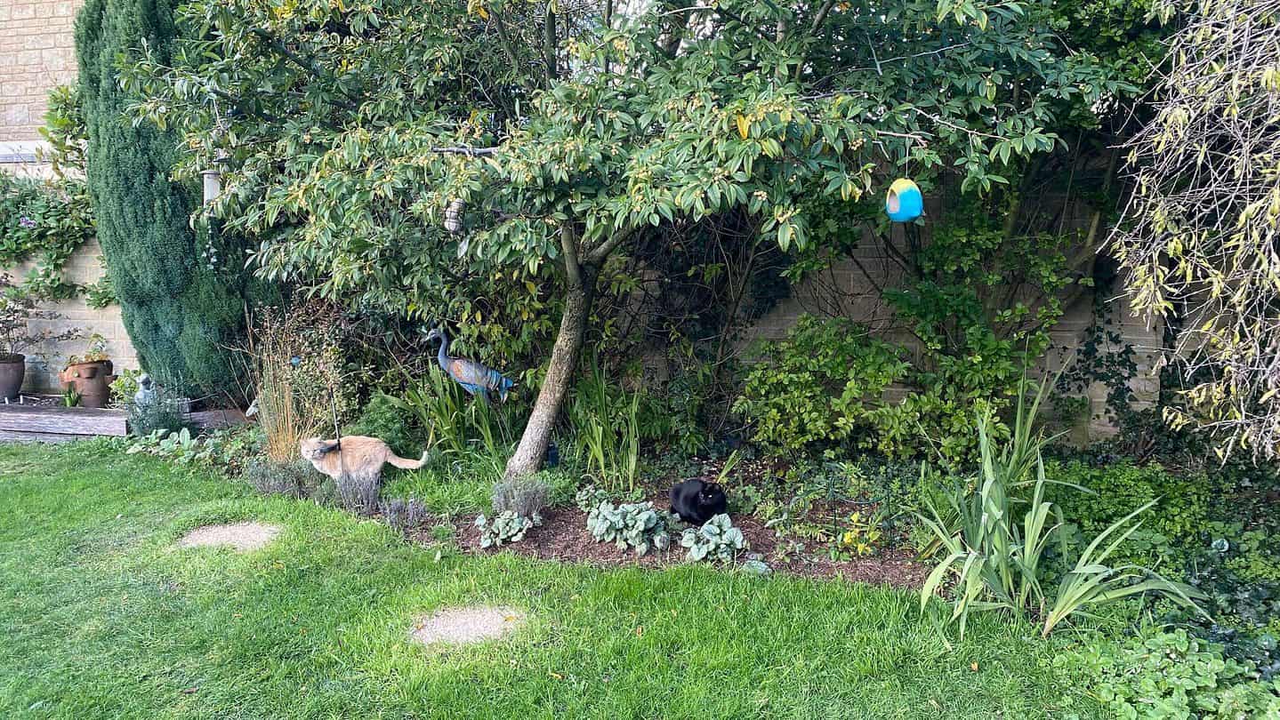 December Gardening - What To Do In The Garden In December december-gardening-bird-feeders-cats