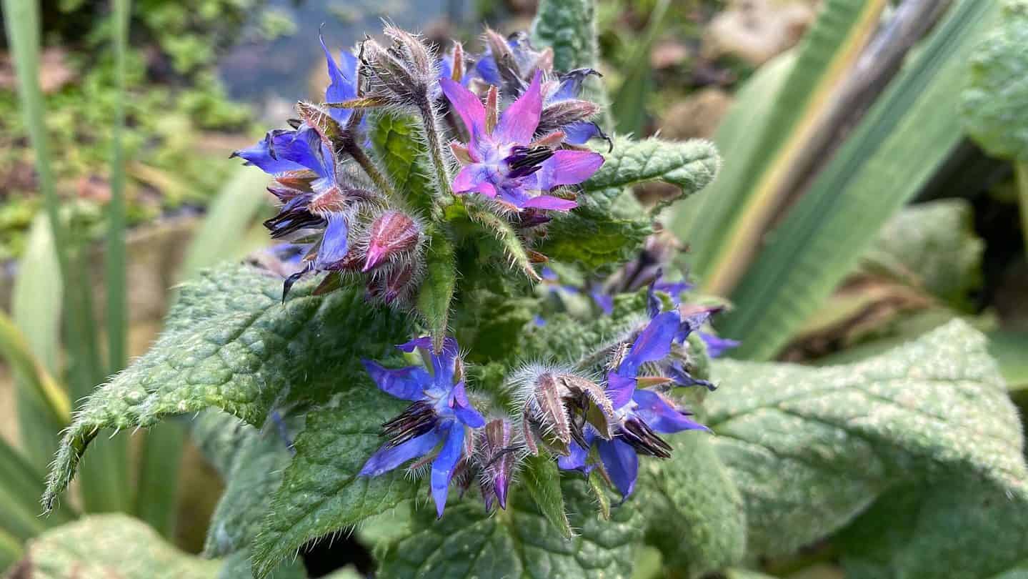 December Gardening - What To Do In The Garden In December december-gardening-borage