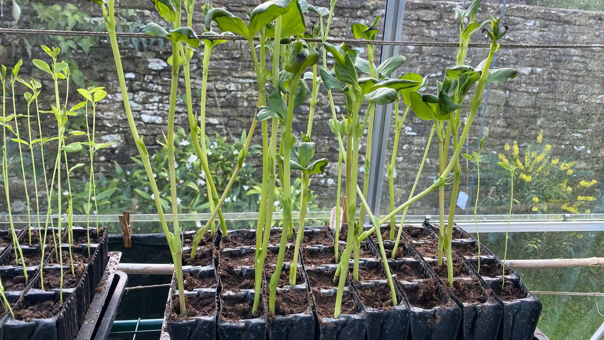 December Gardening - What To Do In The Garden In December december-gardening-broad-beans