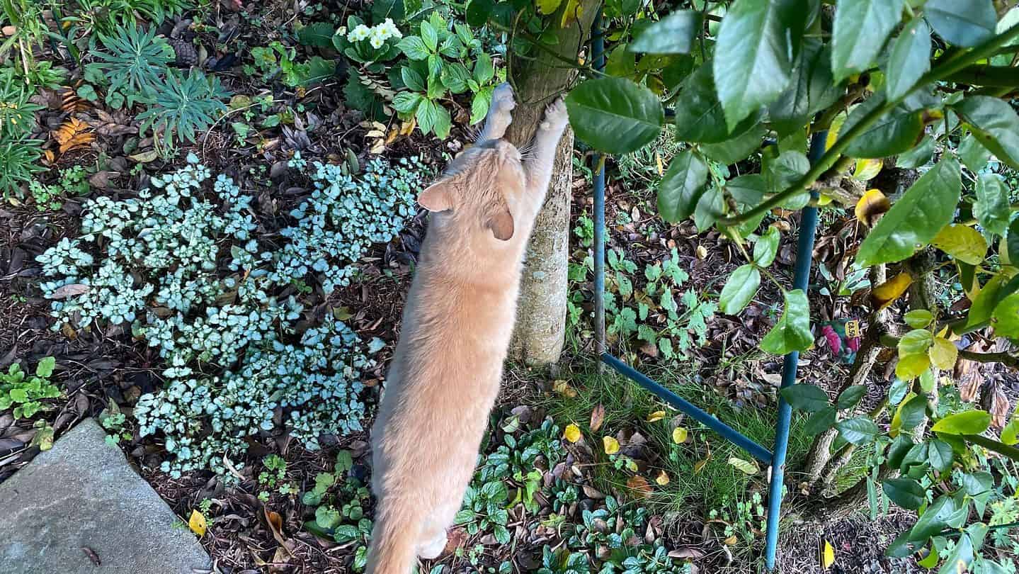 December Gardening - What To Do In The Garden In December december-gardening-cat-scratching-tree