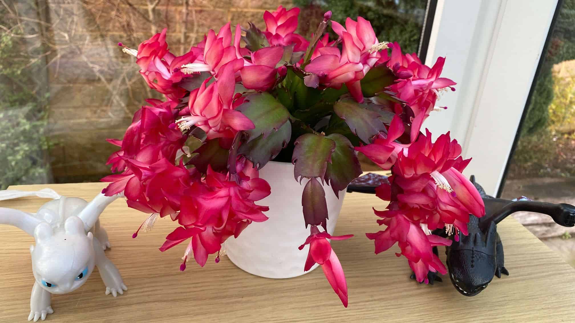 December Gardening - What To Do In The Garden In December december-gardening-christmas-cactus