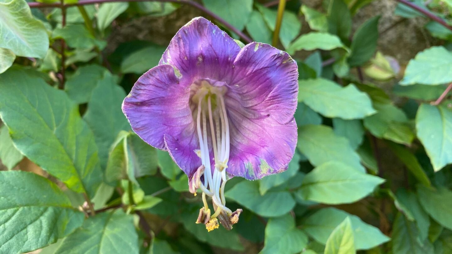 December Gardening - What To Do In The Garden In December december-gardening-cobea-scandens-purple