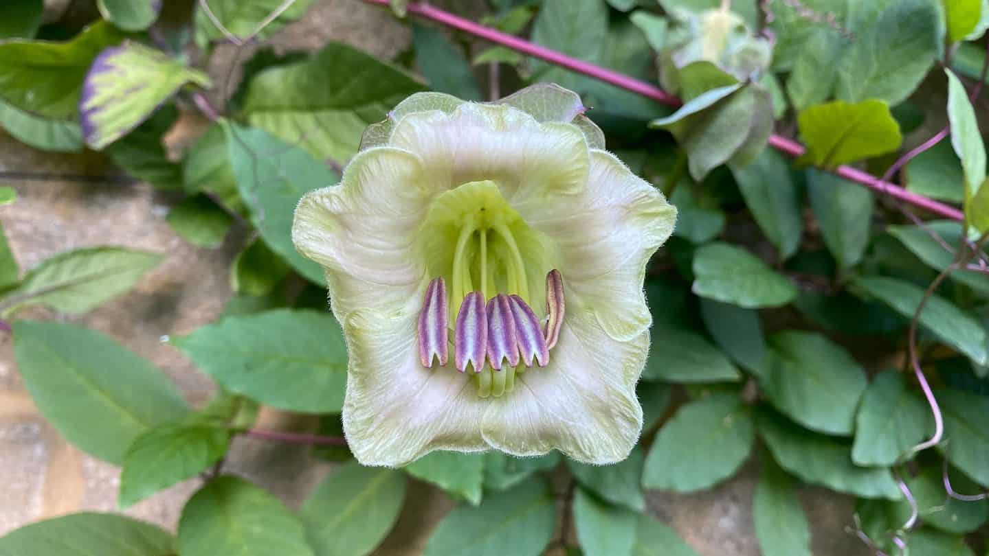 December Gardening - What To Do In The Garden In December december-gardening-cobea-scandens-white