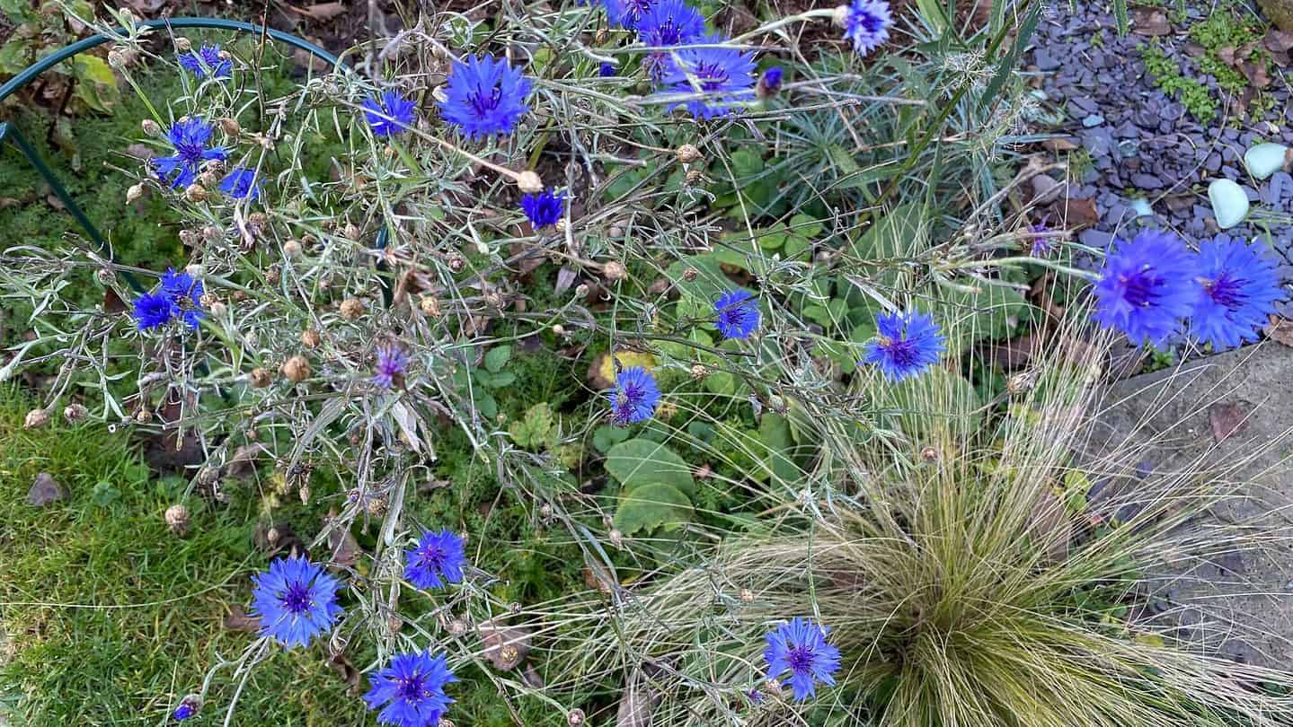 December Gardening - What To Do In The Garden In December december-gardening-cornflowers