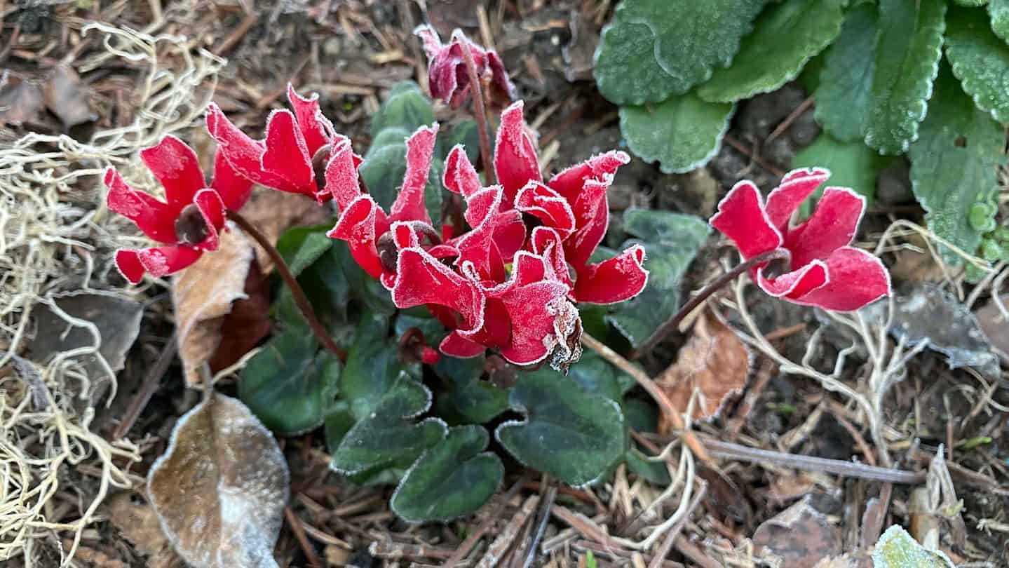 December Gardening - What To Do In The Garden In December december-gardening-cyclamen-red-frost