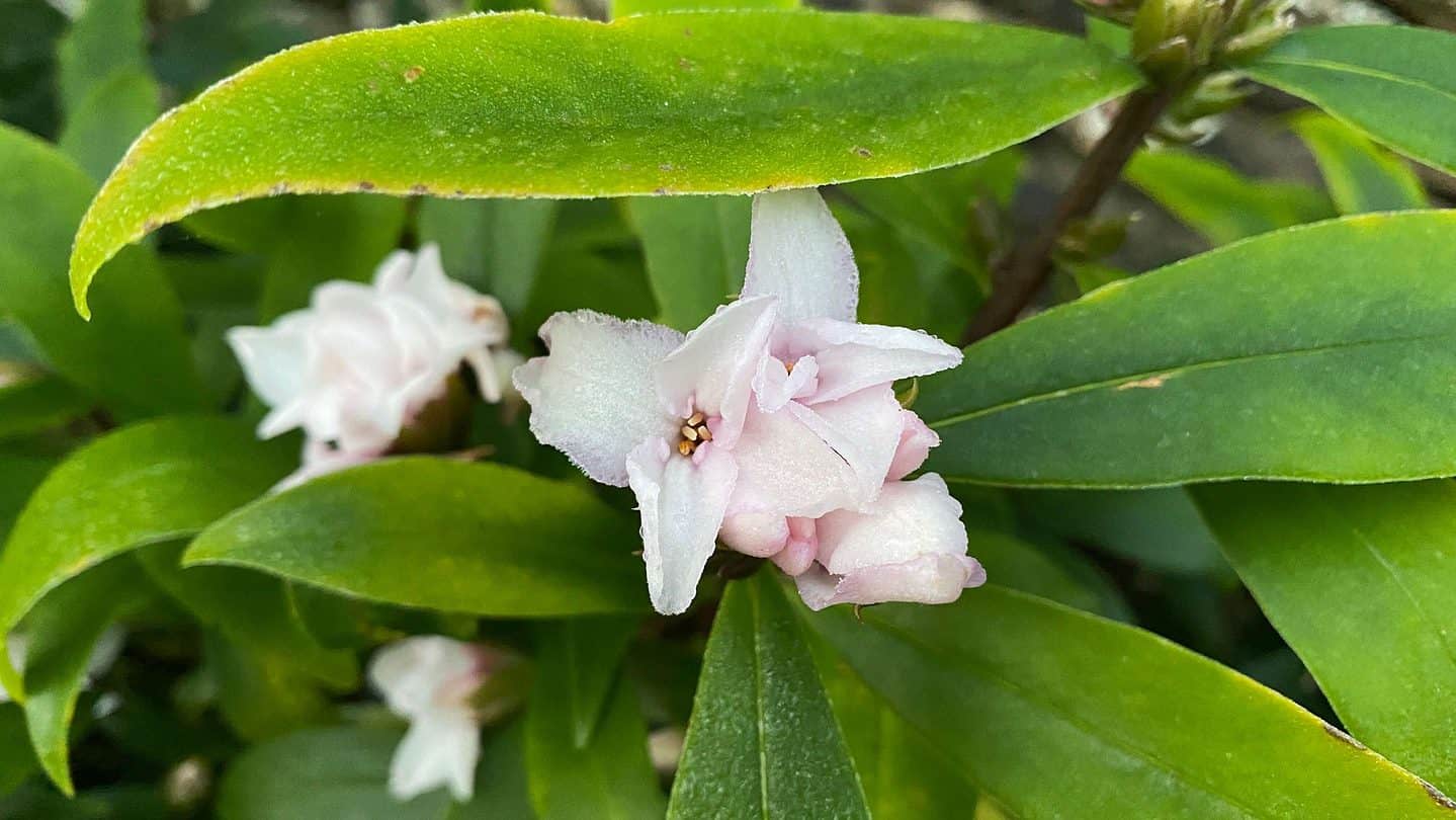 December Gardening - What To Do In The Garden In December december-gardening-daphne-odora