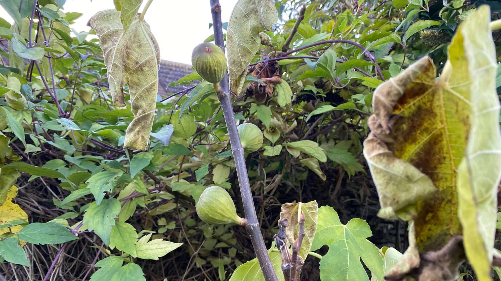 December Gardening - What To Do In The Garden In December december-gardening-figs
