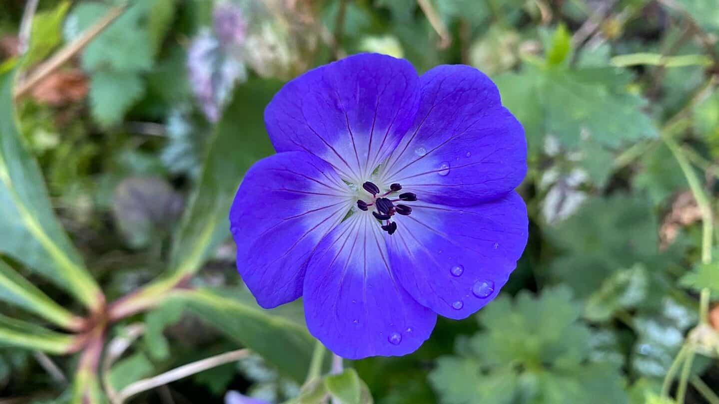 December Gardening - What To Do In The Garden In December december-gardening-geranium-rozanne