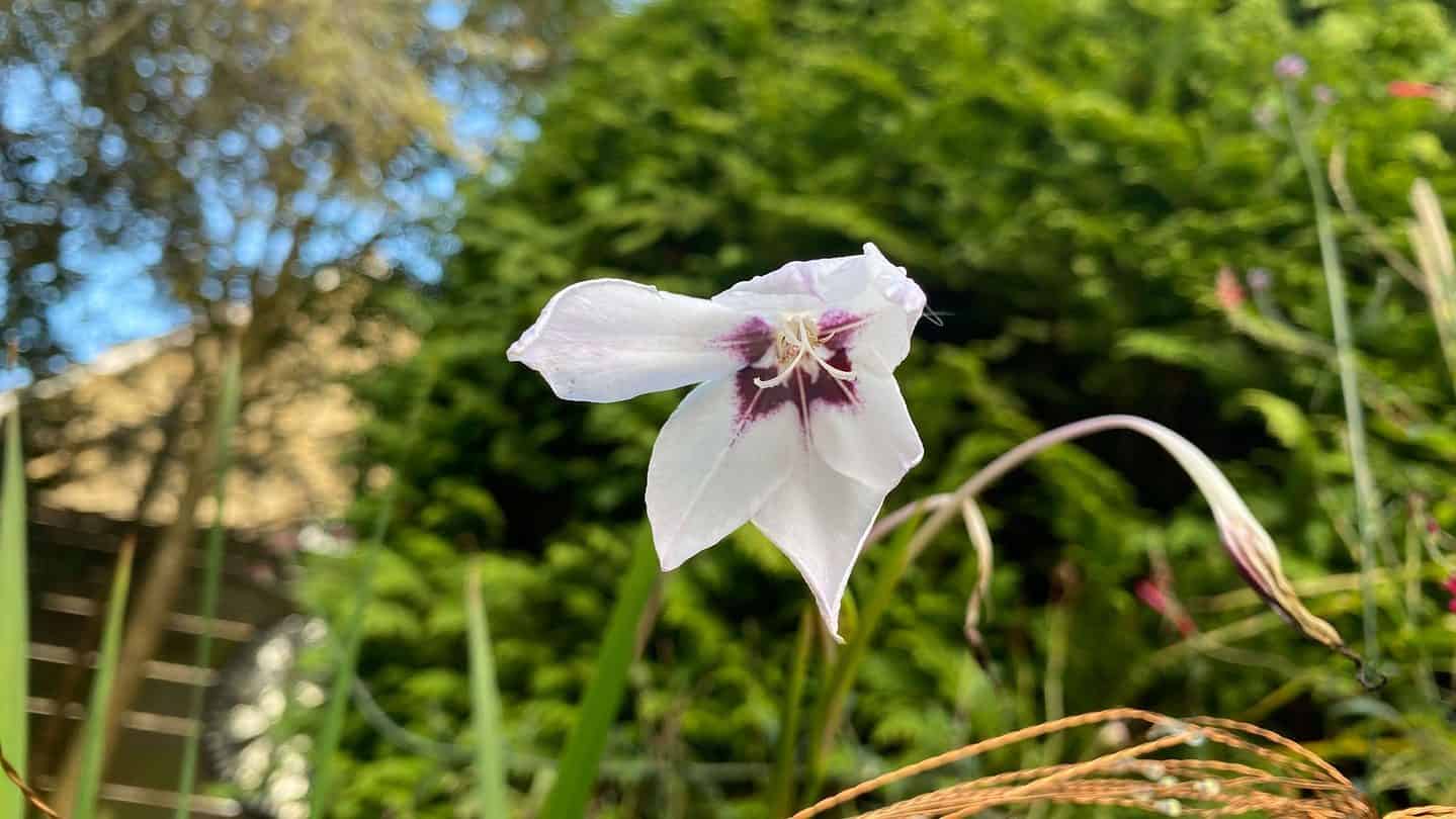 December Gardening - What To Do In The Garden In December december-gardening-gladioli-murielae