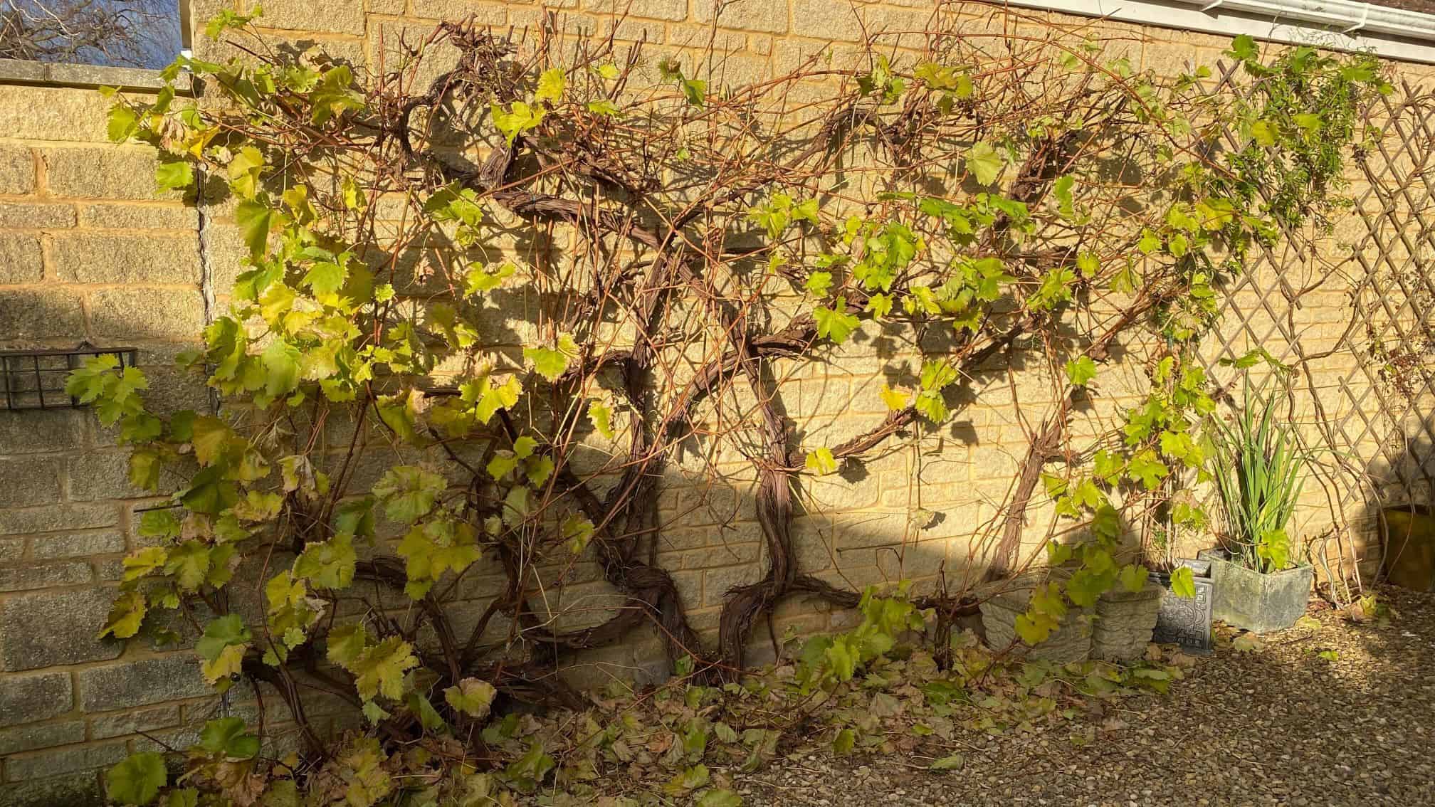 December Gardening - What To Do In The Garden In December december-gardening-grapevine
