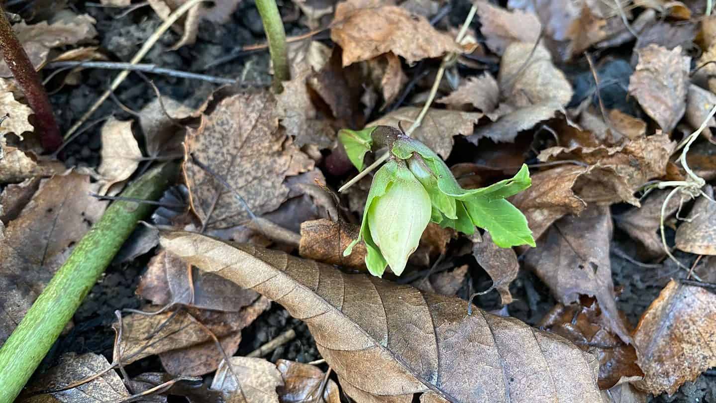 December Gardening - What To Do In The Garden In December december-gardening-hellebore