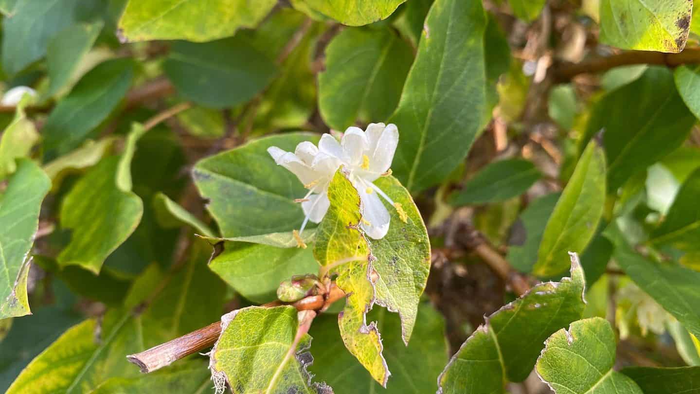 December Gardening - What To Do In The Garden In December december-gardening-honeysuckle