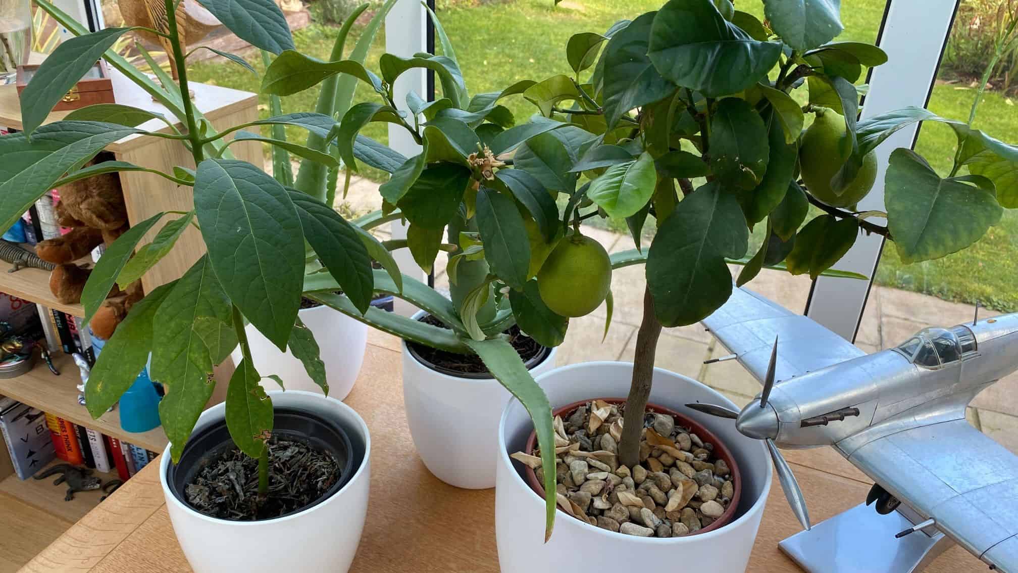 December Gardening - What To Do In The Garden In December december-gardening-houseplants