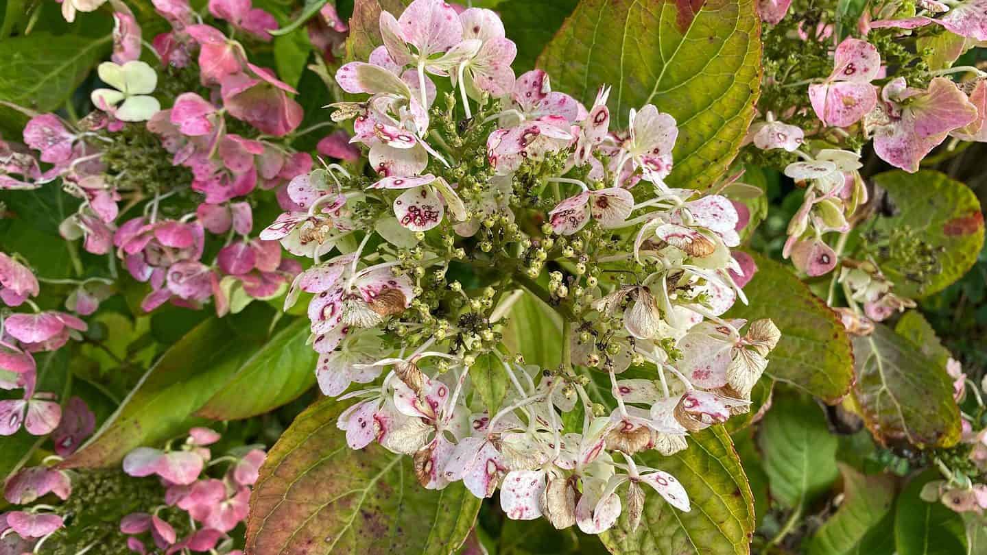 December Gardening - What To Do In The Garden In December december-gardening-hydgrangea