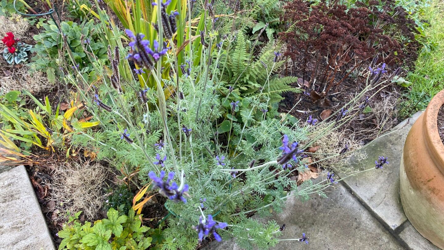 December Gardening - What To Do In The Garden In December december-gardening-lavender