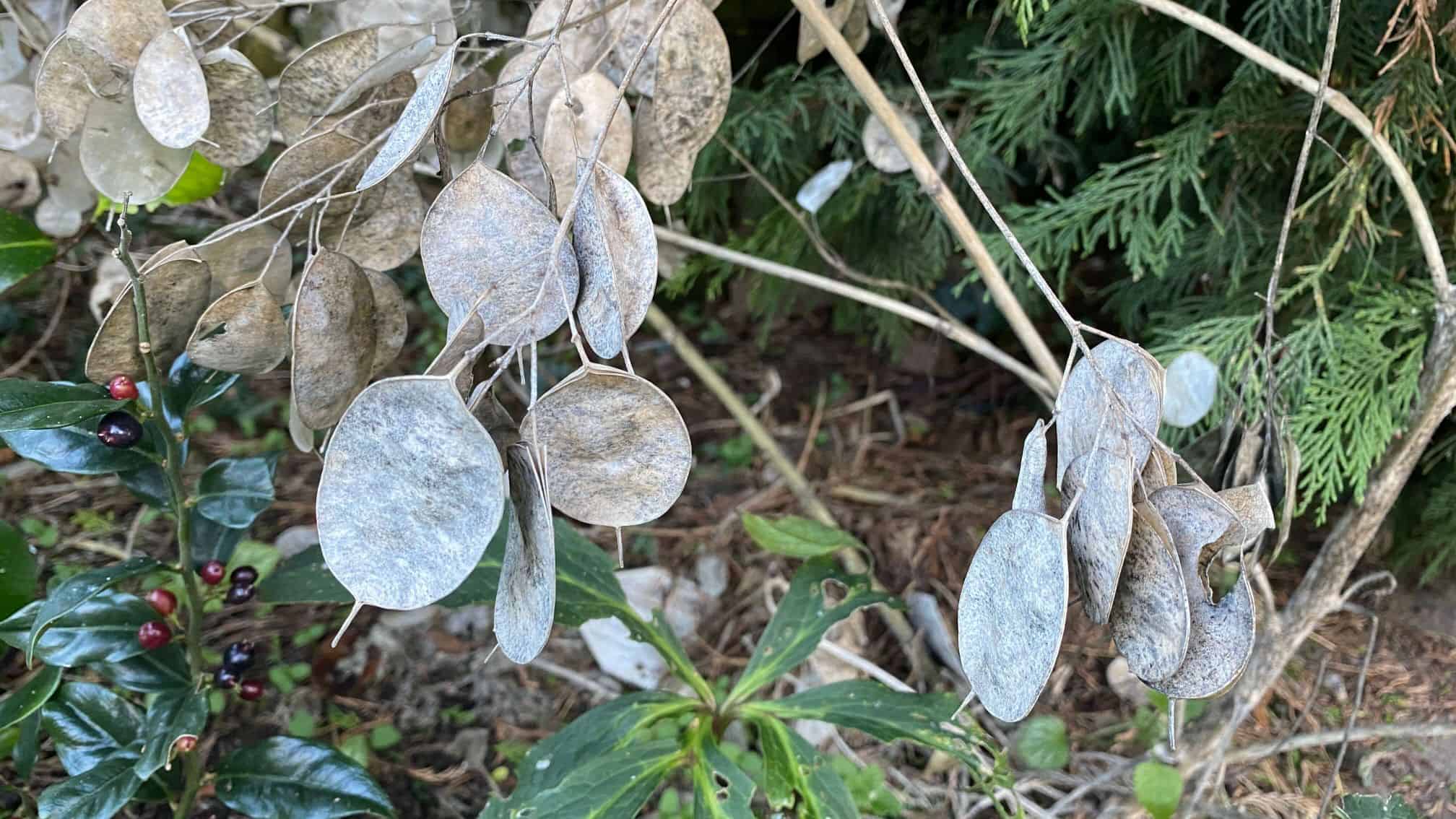 December Gardening - What To Do In The Garden In December december-gardening-lunaria-seedheads