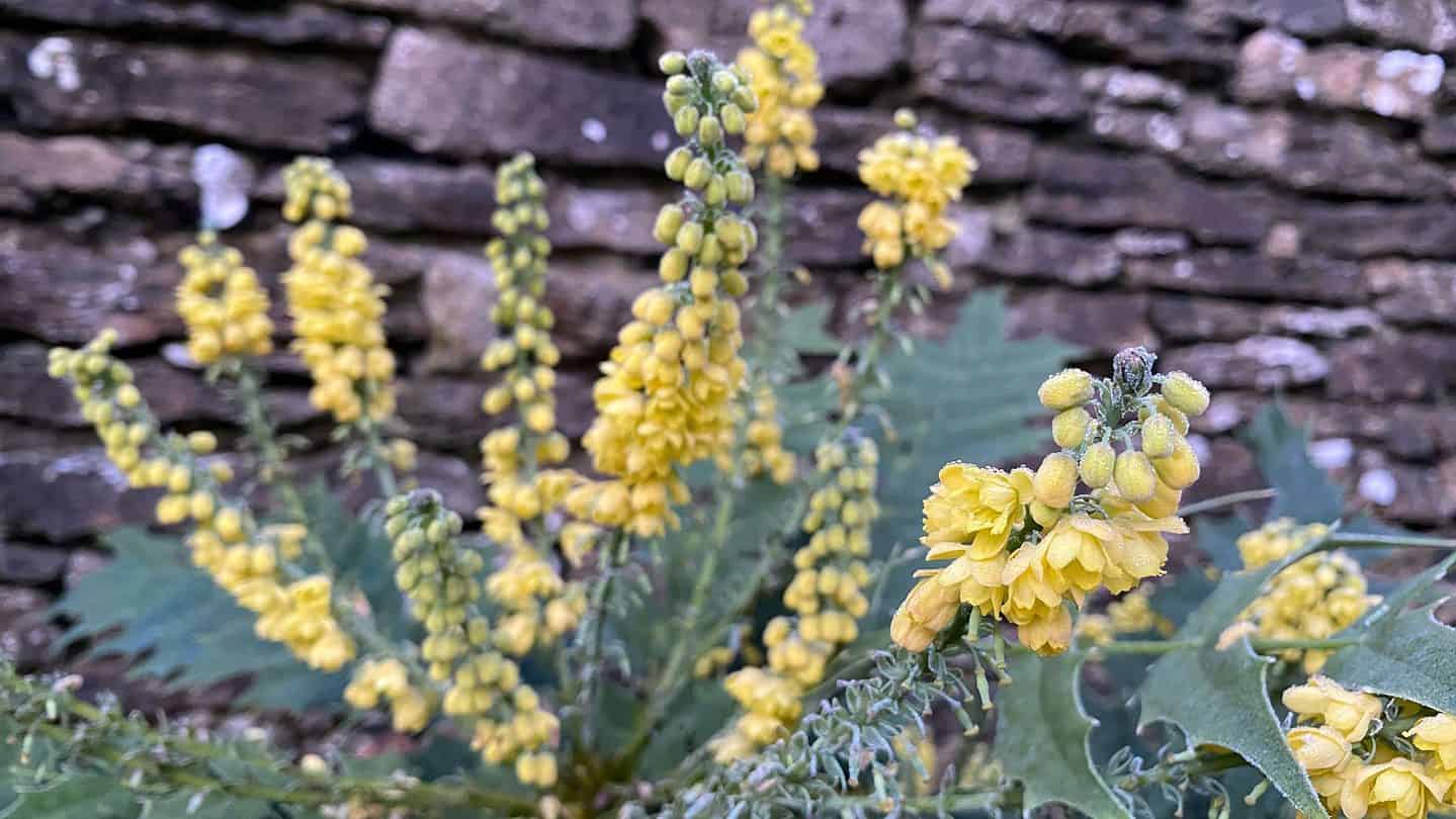 December Gardening - What To Do In The Garden In December december-gardening-mahonia