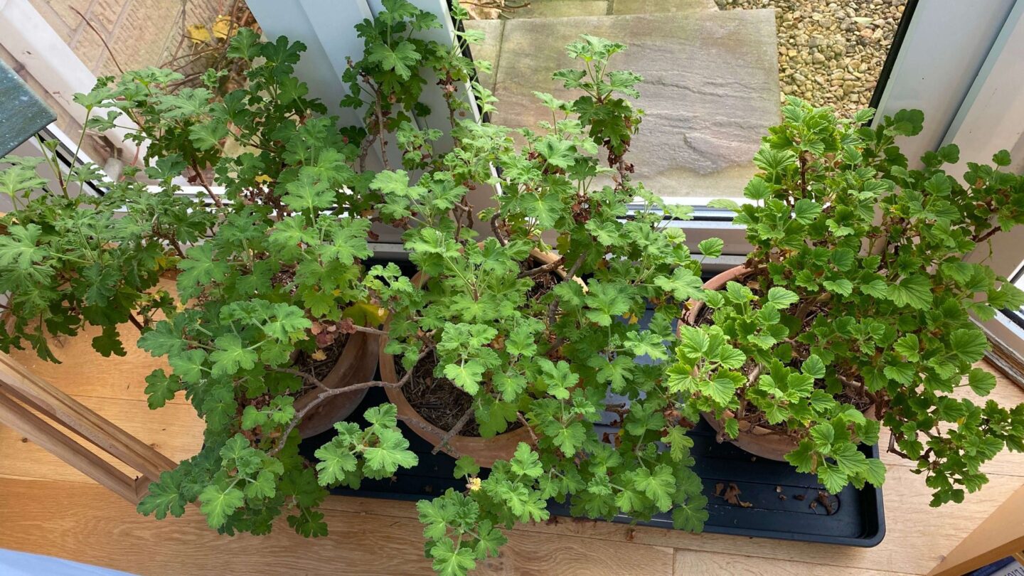 December Gardening - What To Do In The Garden In December december-gardening-pelargoniums