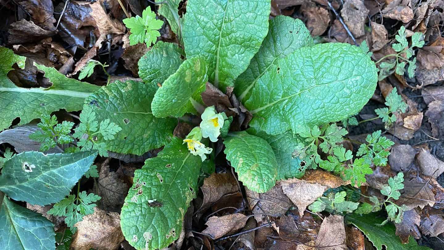 December Gardening - What To Do In The Garden In December december-gardening-primrose