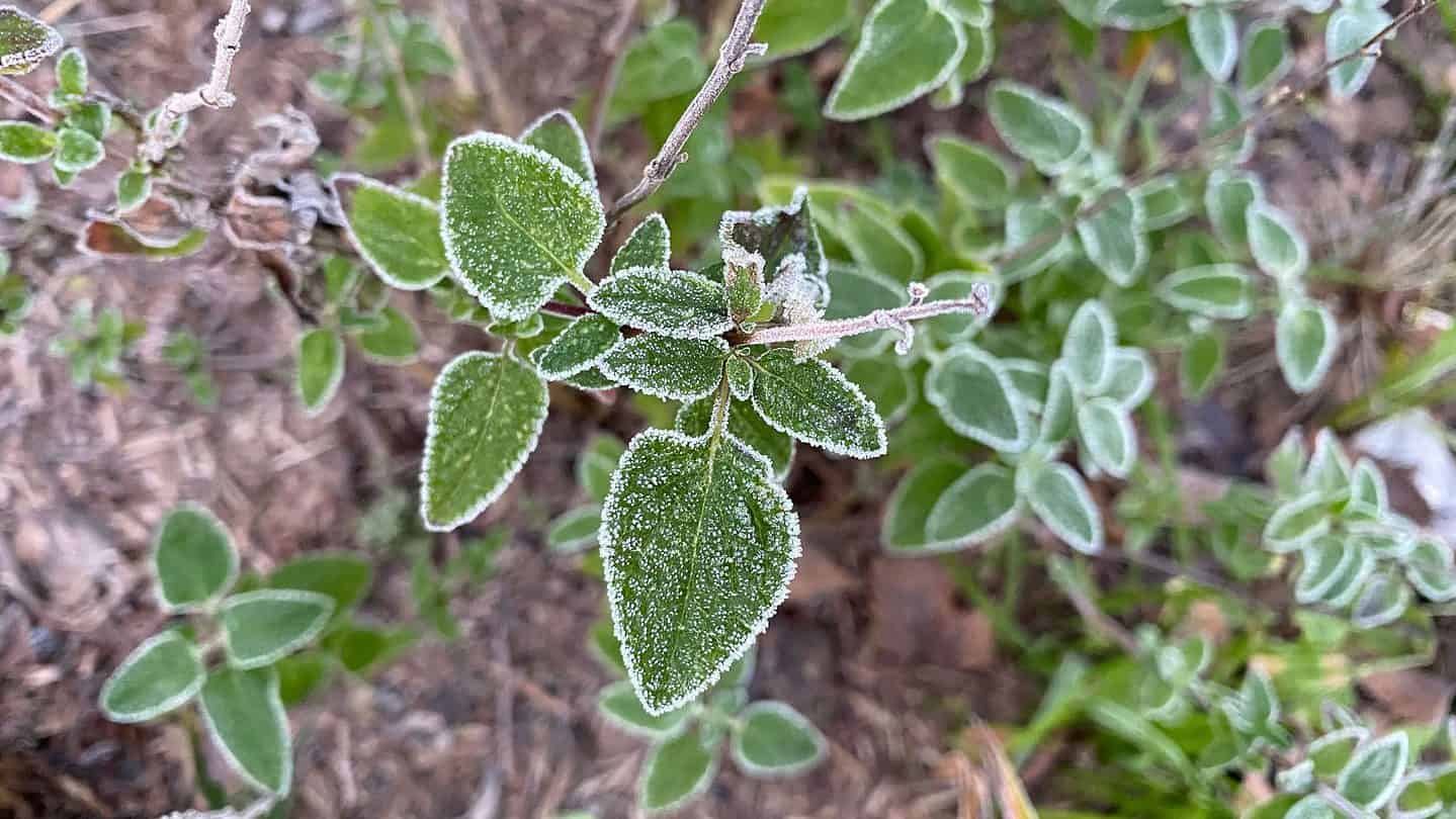 December Gardening - What To Do In The Garden In December december gardening salvia frost