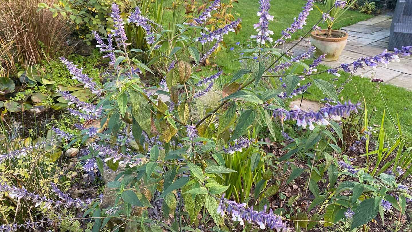 December Gardening - What To Do In The Garden In December december-gardening-salvia-purple