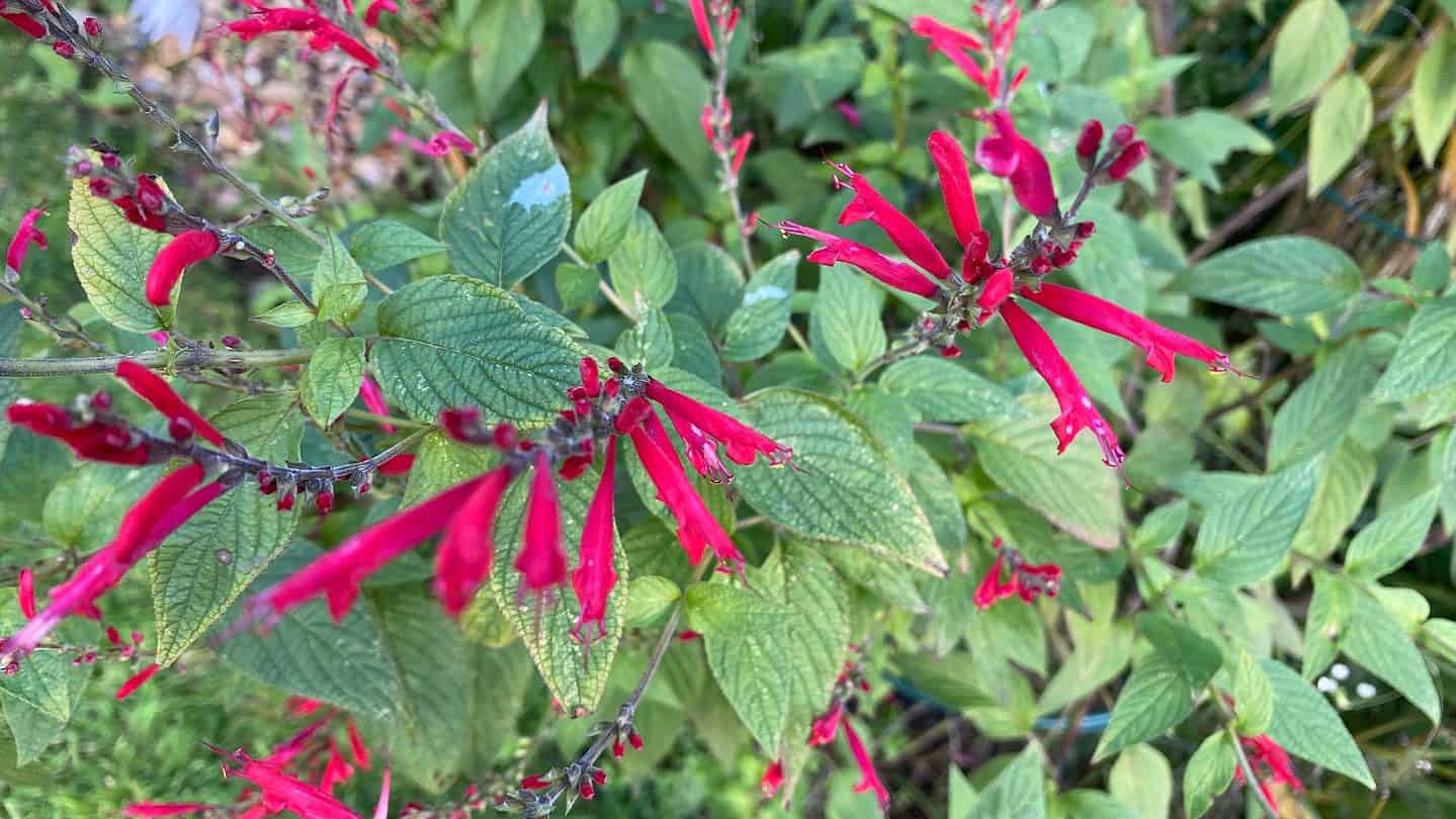 December Gardening - What To Do In The Garden In December december-gardening-salvia-red