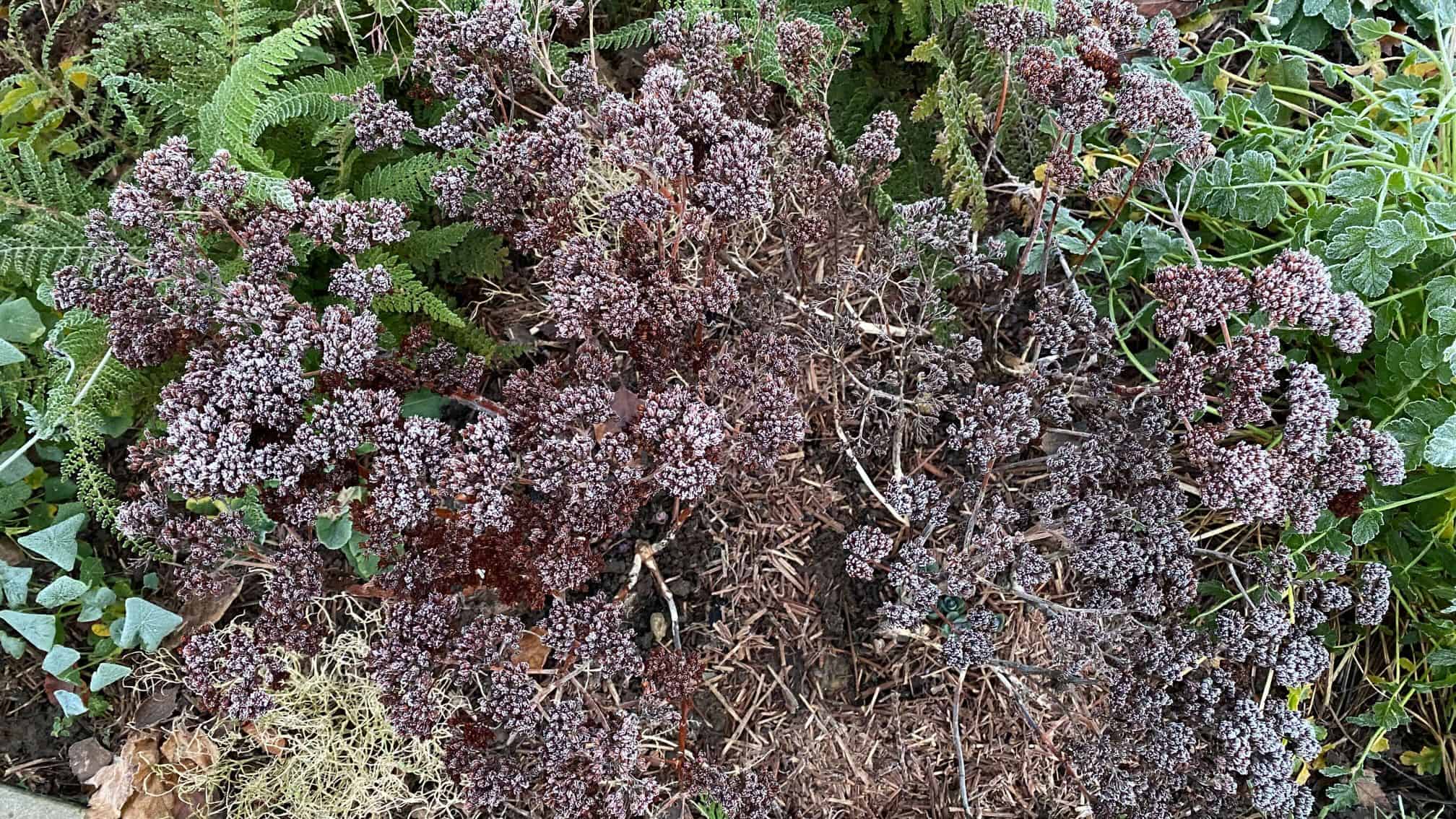 December Gardening - What To Do In The Garden In December december-gardening-sedums-frost