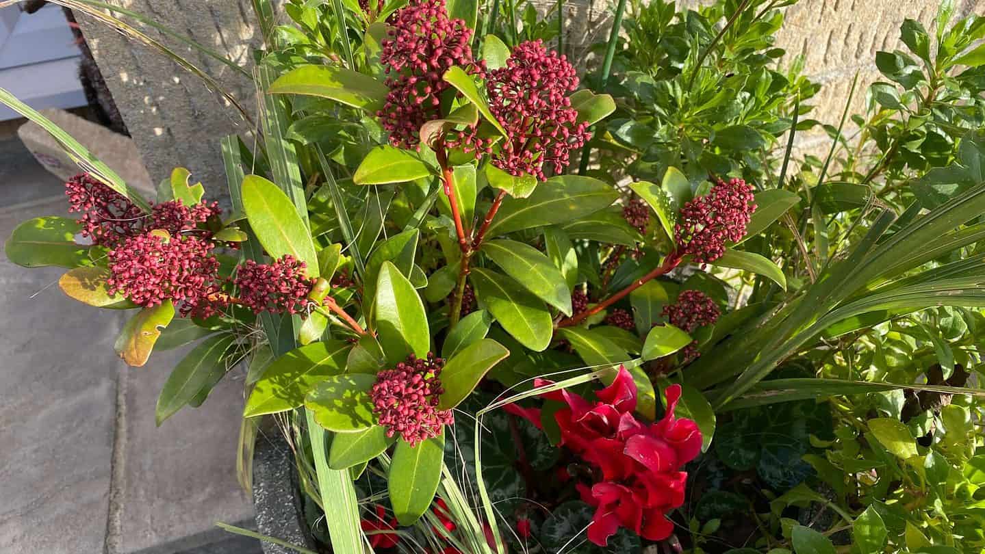 December Gardening - What To Do In The Garden In December december-gardening-skimmia