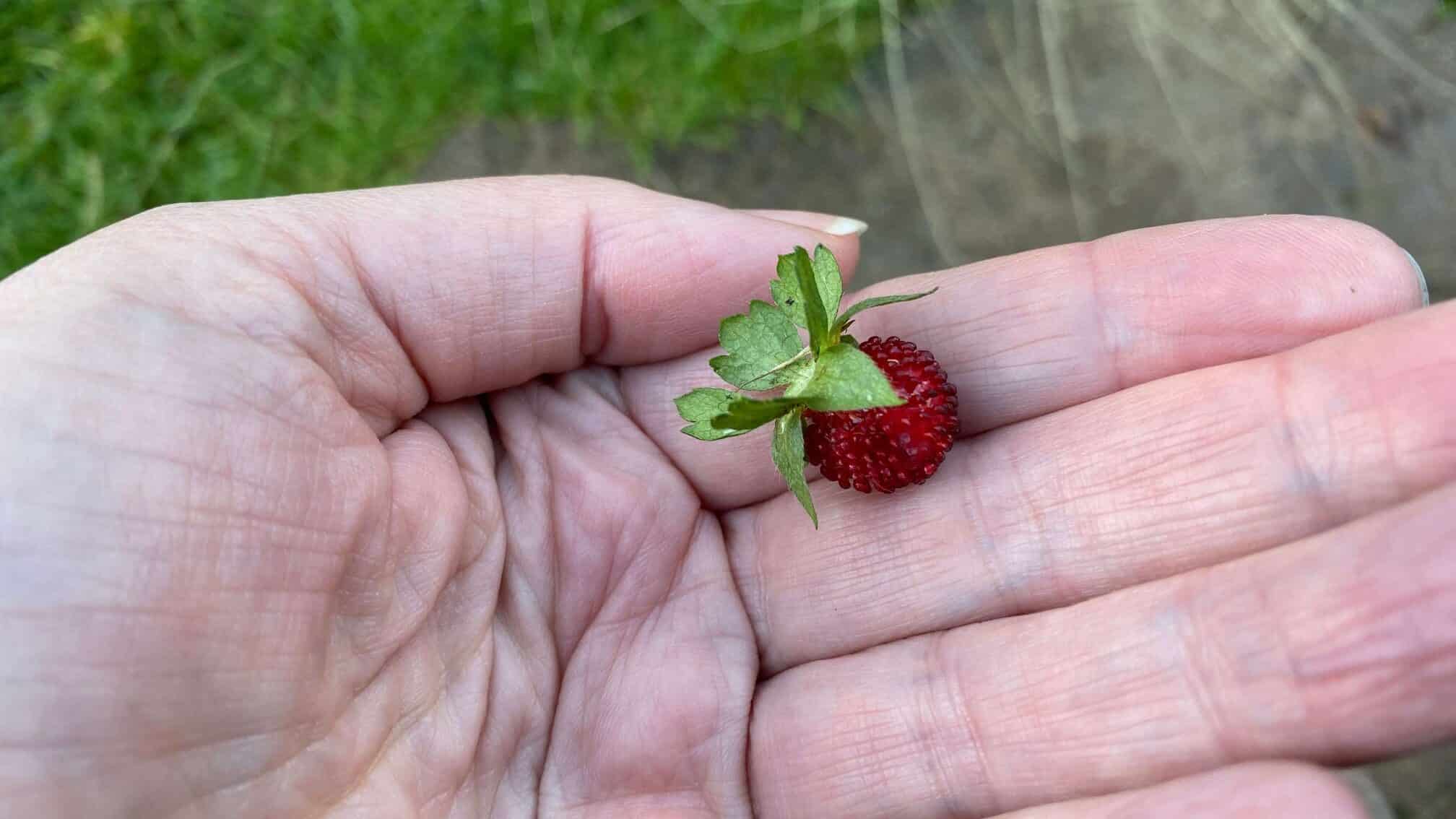 December Gardening - What To Do In The Garden In December december-gardening-strawberry-wild
