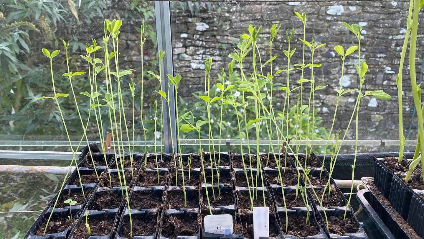 December Gardening - What To Do In The Garden In December december-gardening-sweet-peas
