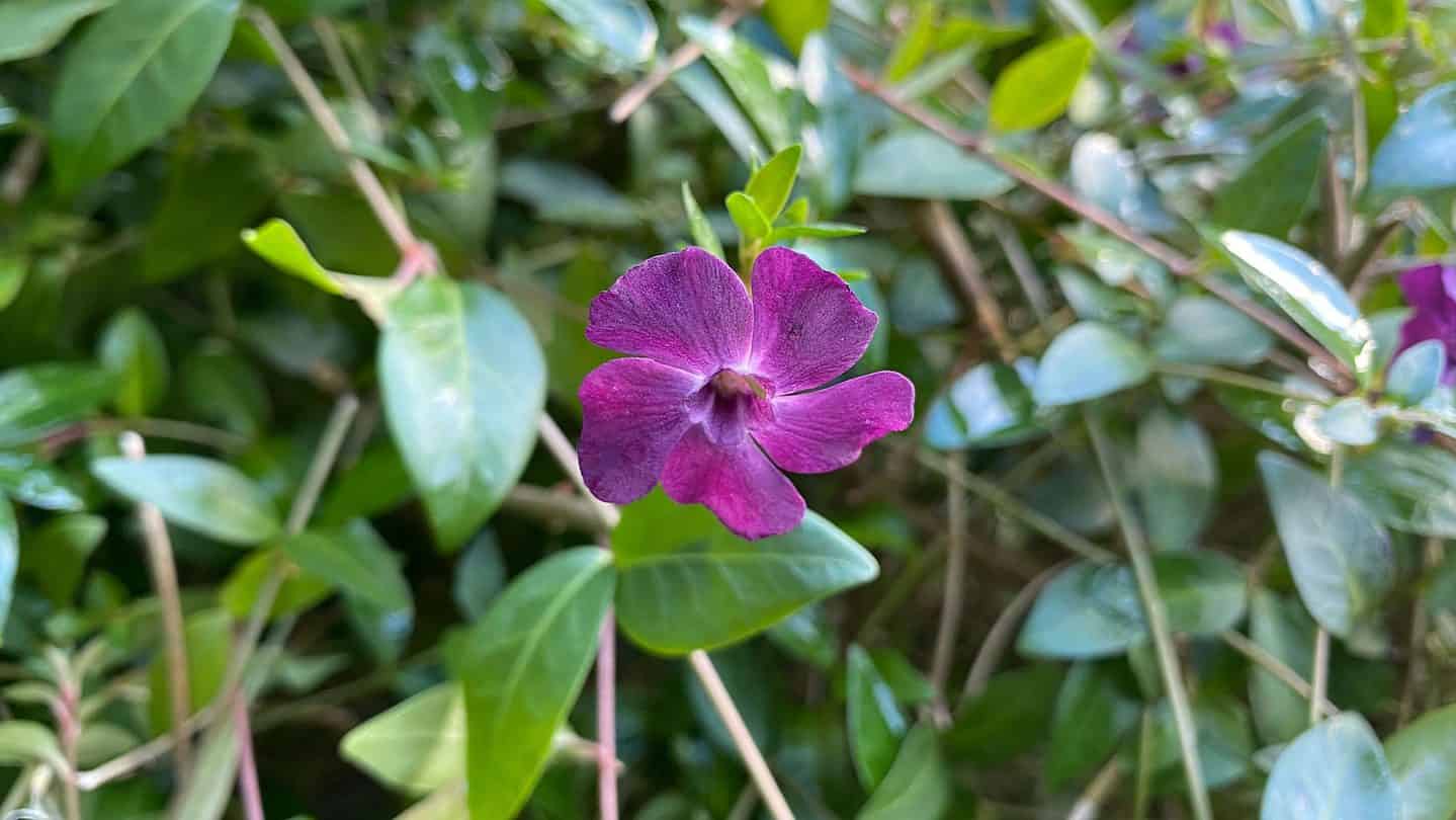 December Gardening - What To Do In The Garden In December december-gardening-vinca-purple